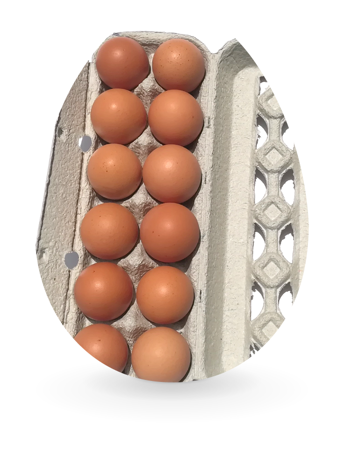 Huevos Sol A