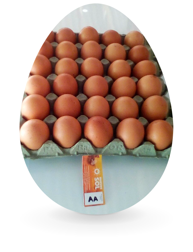Huevos Sol AA